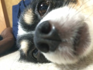 犬も夏バテするわん 白黒チワワのりきのブログ